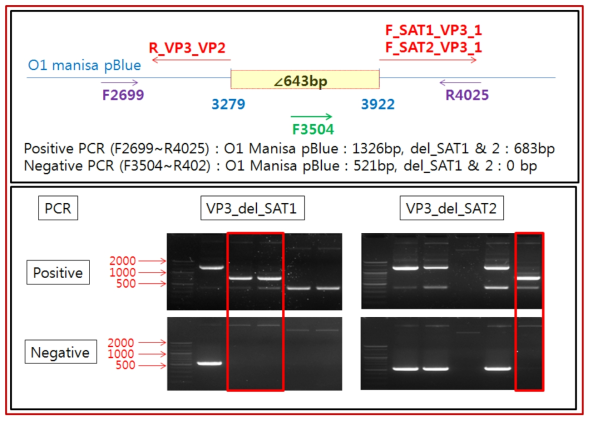 O1 Manisa VP3 유전자 제거 감염성 cDNA 제작 (2종)
