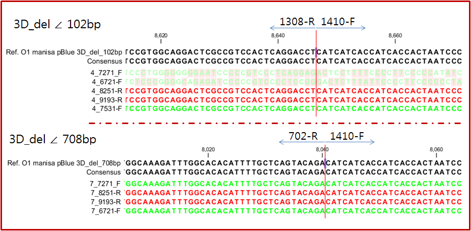 3D유전자 부분결손 감염성 O1 Manisa 전체 cDNA 유전자 분석