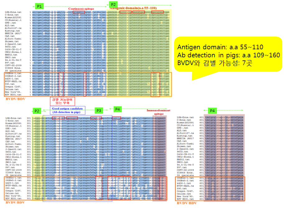 돼지열병과 BVDV Erns 아미노산 비교 모식도