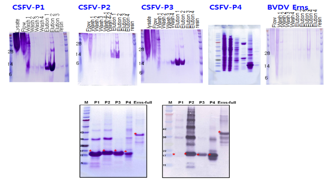 돼지열병과 BVDV Erns 발현 단백질