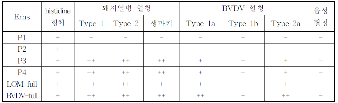 발현한 단백질과 돼지열병 및 BVDV 양성혈청, 음성혈청과의 반응성 결과표