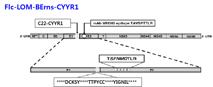 돼지열병 생마커백신 후보주(Flc-LOM-BErns-CYYR1)의 모식도