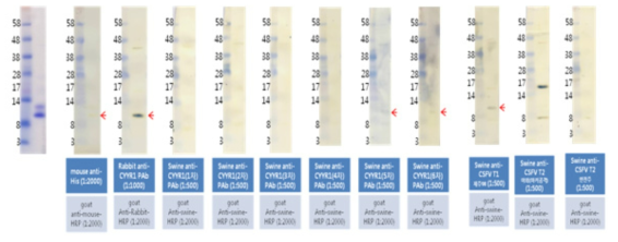 돼지에서 생산한 CYYR1 항혈청과 발현 단백질 반응성 분석(WB)