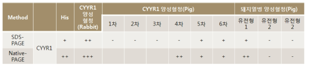 돼지에서 생산한 CYYR1 항혈청과 발현 단백질 반응성 분석(WB)