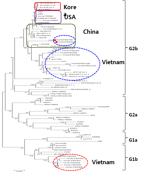 Phylogenetic tree for the nucleotide sequences of the S gene of PED viruses in Vietnam compared with those of other PEDV representatives. A bar represents 0.005 substitutions per nucleotide position