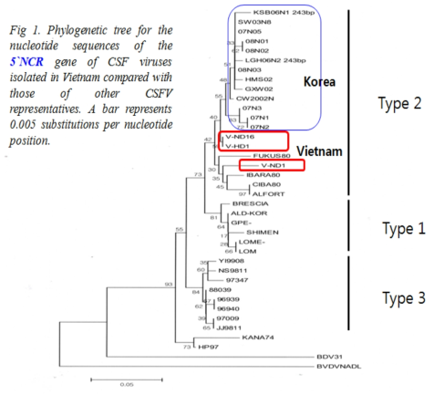 Phylogenetic tree for the nucleotide sequences of the 5'NCR gene of CSG viruses isolated in Vietnam compared with those of other CSFV representatives. A bar represents 0.005 substitutions per nucleotide position