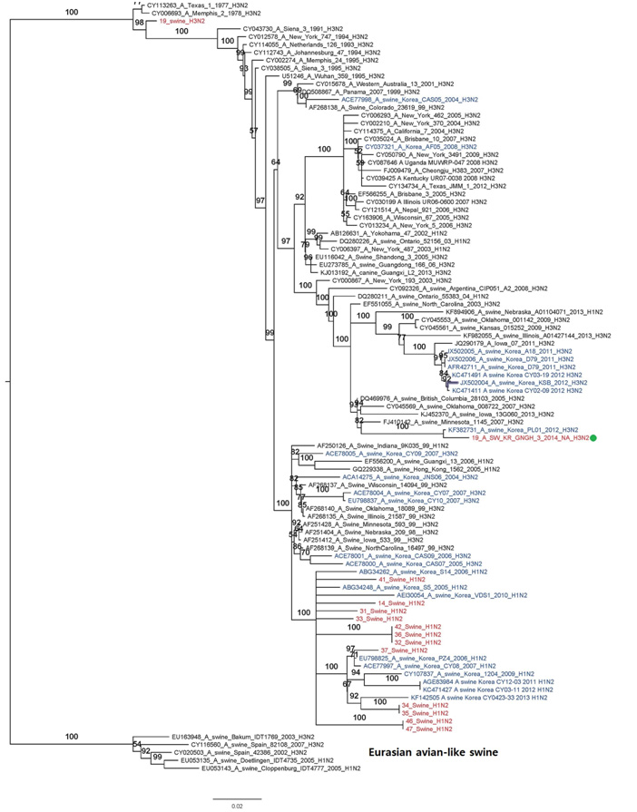 RaxML기반의 Swine H3N2 NA2 유전자에 대한 계통분류학 분석, 2014년도 국내 분리 SIV 붉은색