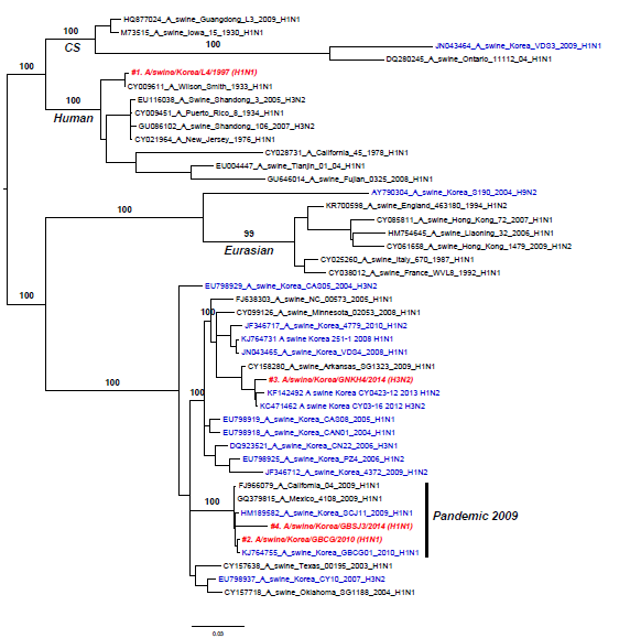 RaxML기반의 Swine H3N2 및 H1N1 PB2 유전자에 대한 계통분류학 분석, 2014년도 국내 분리 SIV 붉은색