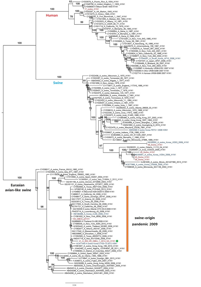 RaxML기반의 Swine H1N1 NA1 유전자에 대한 계통분류학 분석, 2014년도 국내 분리 SIV 붉은색