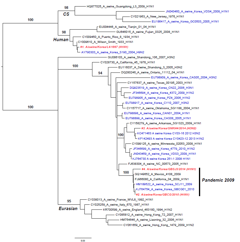 RaxML기반의 Swine H3N2 및 H1N1 PB1 유전자에 대한 계통분류학 분석, 2014년도 국내 분리 SIV 붉은색