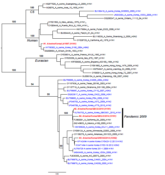 RaxML기반의 Swine H3N2 및 H1N1 PA 유전자에 대한 계통분류학 분석, 2014년도 국내 분리 SIV 붉은색