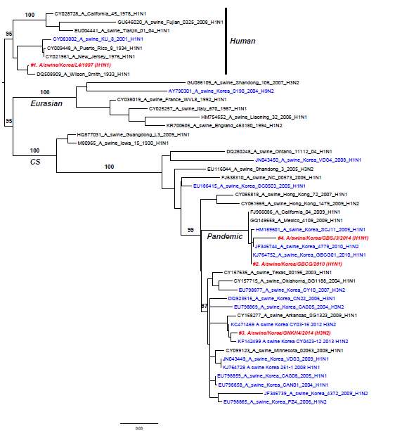 Swine H3N2 및 H1N1 NS 유전자에 대한 계통분류학 분석, 2014년도 국내 분리 SIV 붉은색