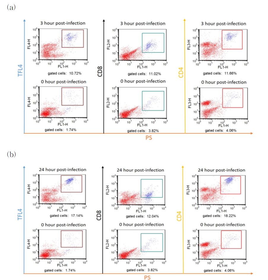 Results of cytotoxicity assay for target cells, CD4+ and CD8+ cells after 3 (a) and 24 (b) hours of infection