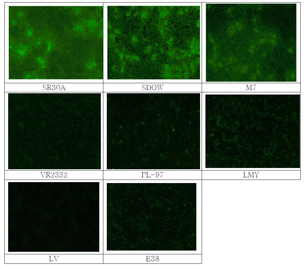 VR2332주 감염 Macr145에 대한 단클론항체 (SR30A, SDOW, M7) 및 돼지항혈청의 반응성 (VR2332, PL97-1, LMY, LV, E38)