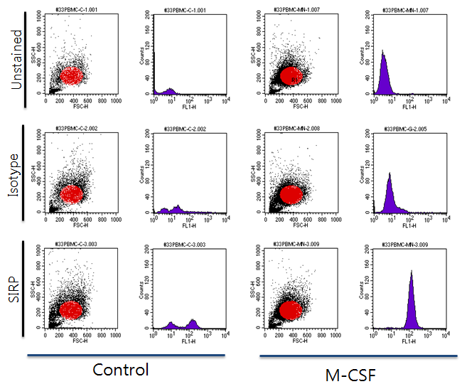 MDM의 표면마커에 대한 항체 (SIRP) 및 flow cytometry를 이용한 분화 확인