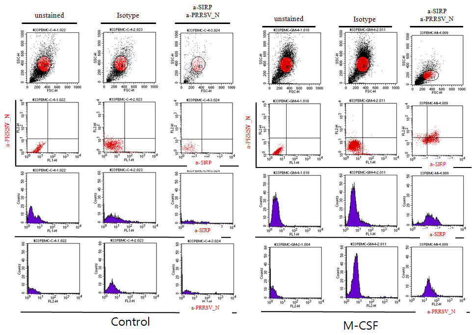 MDM의 표면마커에 대한 항체 (SIRP) 및 flow cytometry를 이용한 분화 확인