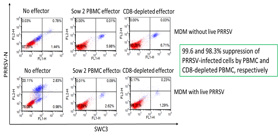 PBMC와 동일한 감염돼지 MDM, (B) 비감염/MHC가 동일한 다른 돼지 또한, CD4+ T 세포가 MDM에서 PRRS 바이러스의 replication을 효과적으로 억제하는데 기여하는 것으로 나타났다
