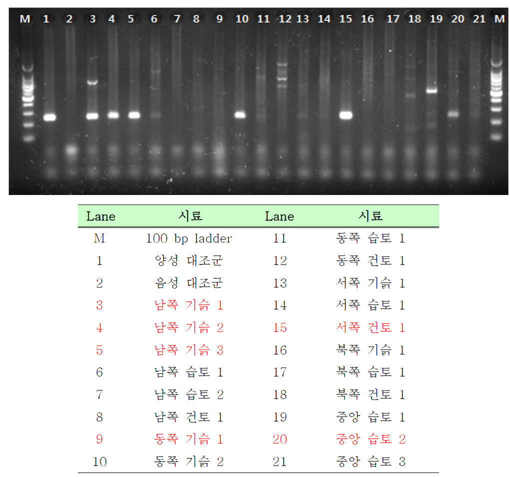 마곡지구 환경시료에 대한 STNP 전기영동 사진