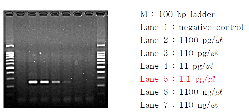 DNA 농도에 따른 PCR 결과 전기영동사진