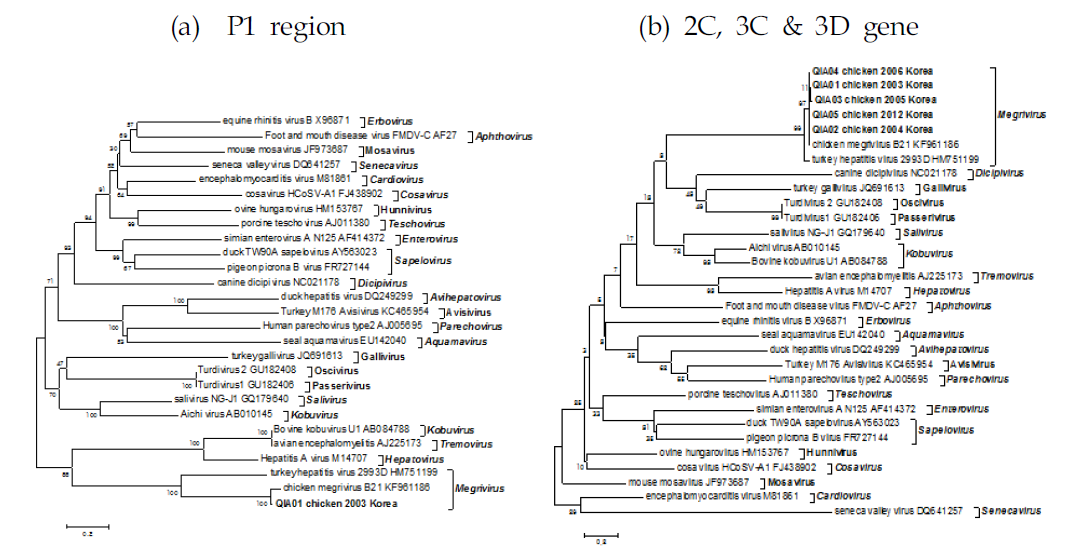 Picornavirus의 계통분석도 (a) 비구조단백질(P1 region) 및 (b) 구조단백질(2C, 3C 및 3D genome)