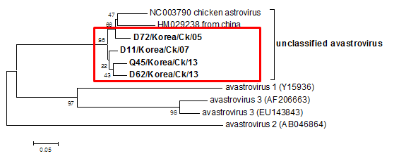 조류유래 astrovirus 계통분석도: 국내분리주들은 중국분리주와 함께 같은 분기인 것으로 확인되었으며 유럽이나 미국분리주와 차이를 보임