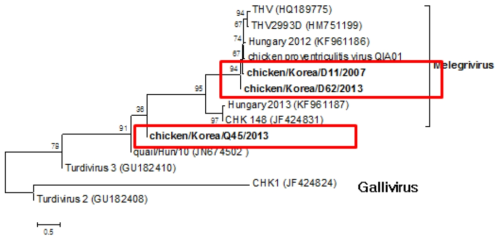 picornavirus NS region 계통분석도: 2개 분리주는 melegrivirus, 1개는 다른 genus인 것으로 확인