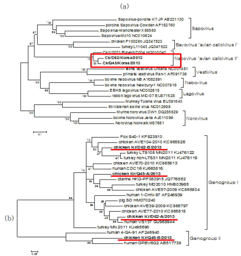 calicivirus(a)와 picobirnavirus(b)의 계통분석도