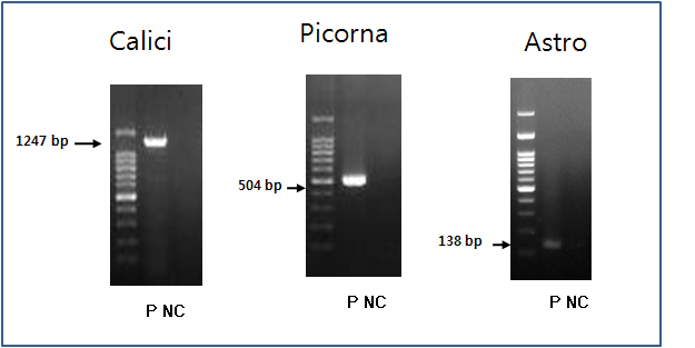 Calicivirus, picornavirus 및 astrovirus PCR법 적용