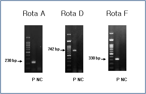 로타 3종 바이러스 PCR적용