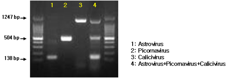 3종 바이러스 multiplex PCR적용