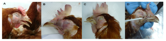 Moderate to severe facial edema with prominently infra-orbital or wattle swelling (A, B and C) and excessively suppurative exudates within infra-orbital sinus (D) in infectious coryza infected chickens