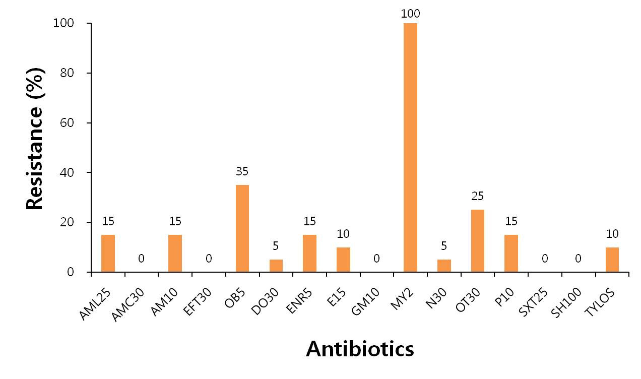 국내 분리주에 대한 항생제 저항성 백분율 (n=20). AML25 = Amoxicillin (25㎍), AMC30 = Amoxicillin-clavulanic acid (20㎍ + 10㎍), AM10 = Ampicilin (10㎍), EFT30 = Ceftiofur (30㎍), OB5 = Cloxacillin (5㎍), DO30 = Doxycycline (30㎍), ENR5 = Enrofloxacin (5㎍), E15 = Erythromycin (15㎍), GM10 = Gentamicin (10㎍), MY2 = Lincomycin (2㎍), N30 = Neomycin (30㎍), OT30 = Oxytetracycline (30㎍), P10 = Penicillin (10㎍), SXT25 = Sulfamethoxazole-trimethoprim (23.75㎍ + 1.25㎍), SH100 = Spectinomycin (100㎍), TYLOS = Tylosin (150㎍)