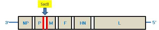 Lasota strain NDV 감염성 cDNA 클론의 P 와 M 단백질 유전자 사이에 SacII 제한효소 site를 각각 제작하였다