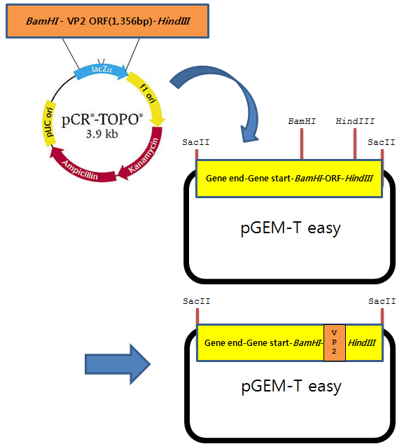 강독형 IBDV의 VP2 ORF를 NDV gene end 및 gene start를 포함하는 합성 플라스미드에 삽입하였다