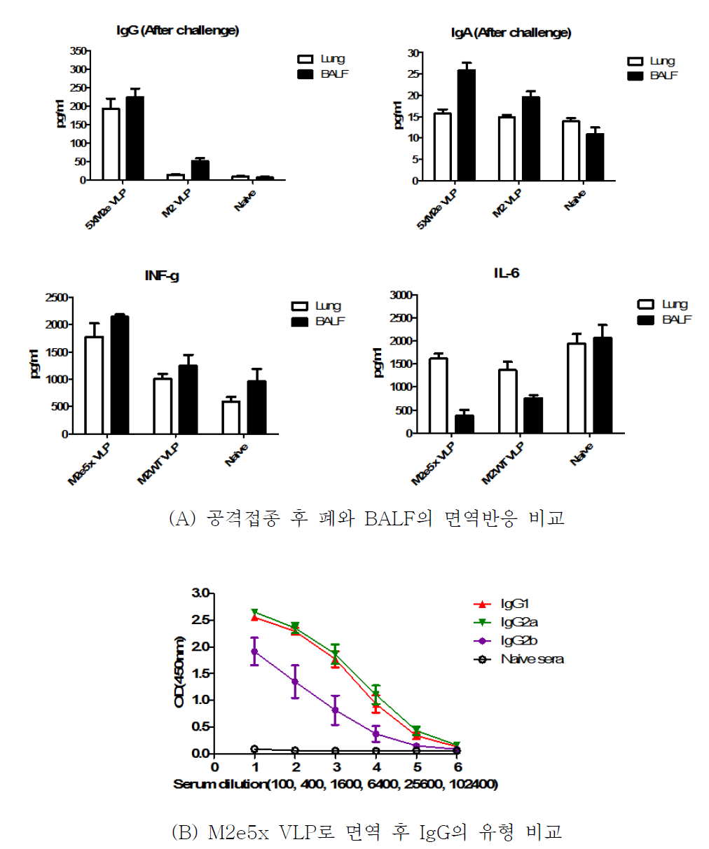 공격접종 후 면역기전에 관여하는 주요 항체 및 Cytokine