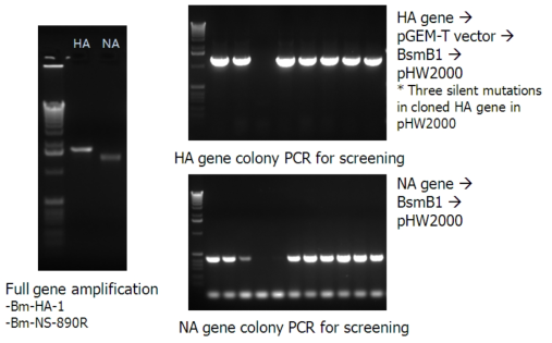 PSC24-24의 HA 및 NA 유전자를 pHW2000 vector에 클로닝하는 과정