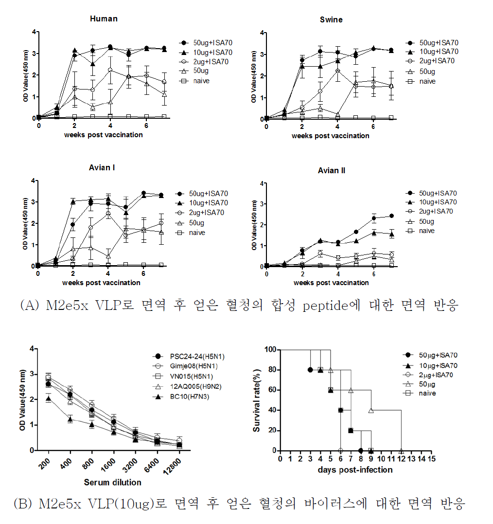 M2e5x VLP의 합성 peptide와 바이러스에 대한 면역원성 확인