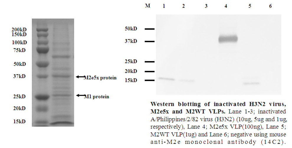 M2e5x VLP 발현 확인