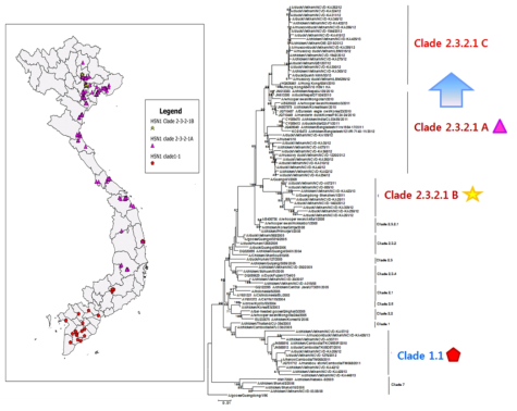 베트남 H5N1 HPAI 유전형 변이 유형 분석