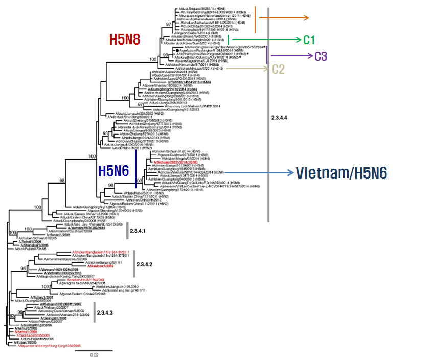 베트남 H5N6 HPAI 유전형 변이 유형 분석