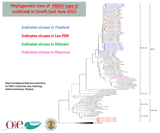 2015년 동남아시아 구제역 바이러스 O형 phylogenetic tree (태국 팍춍 OIE 표준실험실)