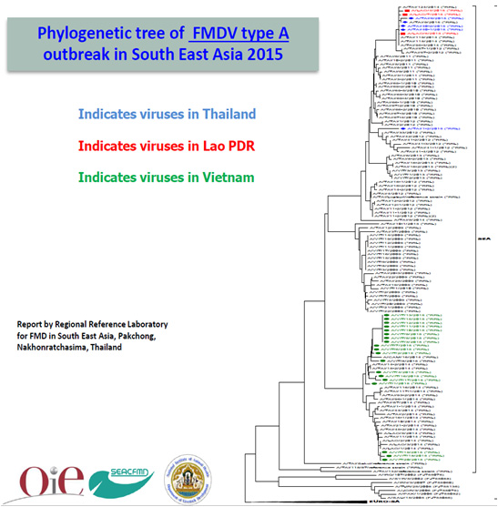 2015년 동남아시아 구제역 바이러스 A형 phylogenetic tree (태국 팍춍 OIE 표준실험실)