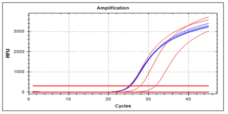 양성 추정 시료의 RT-qPCR 결과