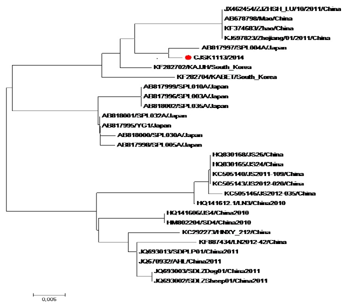 분리된 SFTSV의 phylogenetic tree