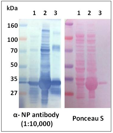 SFTS항체효소면역법 개발용으로 생산한 재조합단백질 항체의 항원특이성 1) Induction 전, 2) induction 후, 3) 정제된 NP단백질(오른쪽: Ponceus S 염색)