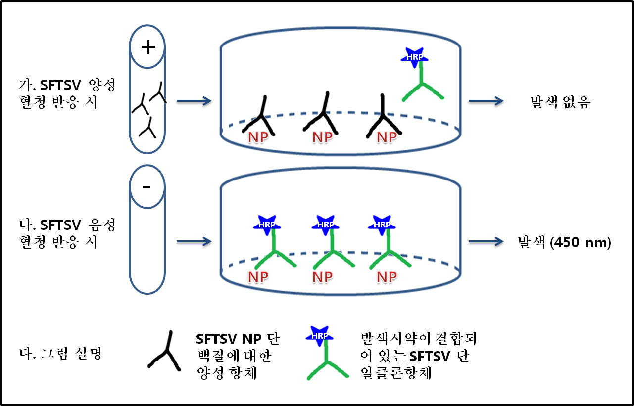 단일클론 항체-HRP conjugate를 이용한 c-ELISA 모식도