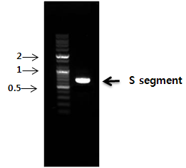 벡터로부터 합성된 S segment의 PCR 결과 센터