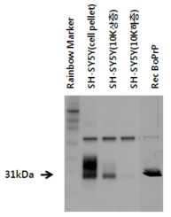 SH-SY5Y 세포에서 cytosolic PrP 확인 결과