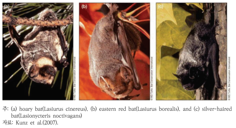 풍력 발전시설에 의해 자주 사망하는 북미 일대의 세 가지 박쥐 종