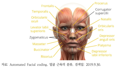 얼굴 근육의 분류